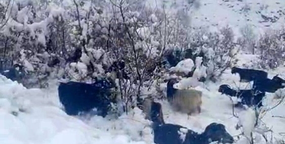 Hizan’da Kar Alarmı: Bozpınar ve Üçlü Mezrası’nda Koyun ve Koyun Sürülerinin Güvenli Yerlere Taşınması