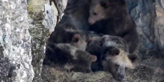İspir’de Kış Uykusuna Hazırlanan Ayı Ailesinin Doğal Anları Kamerada