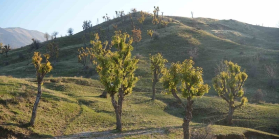 Kasımda Yaprak Veren Meşe Ağaçları Hasköy’de Şaşırttı: Kış İçin Hazırlıklar Sürüyor