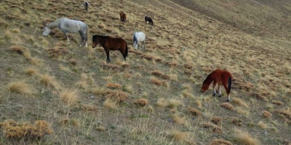 Kışın Doğaya Bırakılan At ve Eşekler: Trafik ve Doğa İçin Büyüyen Tehlike