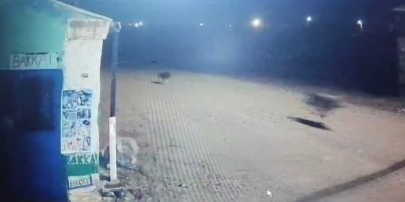 Kışın Şehrin Sokaklarında: Tilki, Kurtlar ve Sokak Köpeklerinin Doğal Diyaloğu