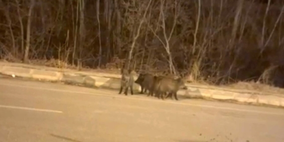 Kışın Yaban Hayatı Şehrin Yakınlarında: Domuz Sürülerinin Yollarda Görünmesi