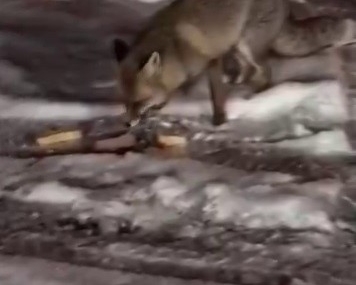 Kışın Zorlu Günlerinde Tilkilerin Sokak İzleri: Posof’ta Vatandaşın Desteği