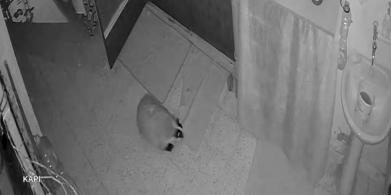 Köy Evinde Mama Skandalı: Porsuk Verilerine Alarmla Müdahale