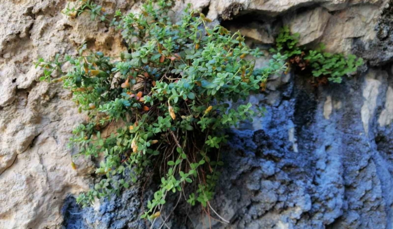malatyanin-endemik-bitkisi-hypericum-malatyanumun-kimyasal-zenginligi-ve-biyolojik-aktiviteleri-9MZvMnYp.jpg
