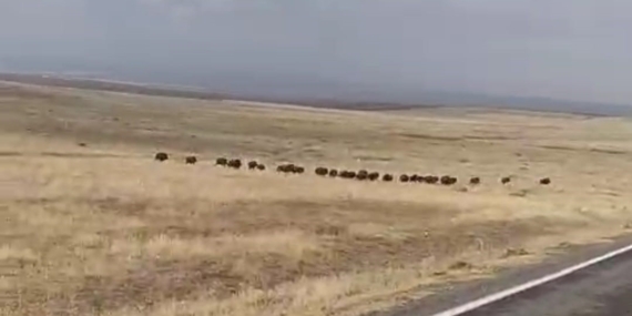 Malazgirt’te Dev Yaban Domuzu Sürüsü Şehrin Gündeminde: Yol Güvenliği ve Tarım İçin Uyarı