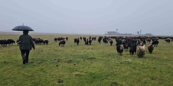 Mevsim Normallerinin Üstünde Sıcaklar Hem Hayvancılığı Hem Köy Yaşamını Canlandırdı