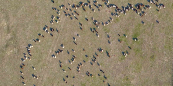 Muș’ta Aralık Ayında Kar Yağışsızlığı Besicileri Rahatlatıyor: Saman ve Yem Tasarrufu Nereden Kaynağına Dönüşüyor