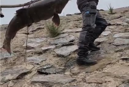 Murat Nehri’nde Yakalanan 60 Kilogramlık Turna İçin İki Balıkçı Zorlu Anlar Yaşadı