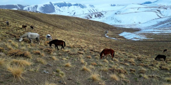 Nemrut Kalderası’nda At Sürüsü: Doğa ile Yüzyüze Gelen Fotoğrafçılar ve Araştırmacılar