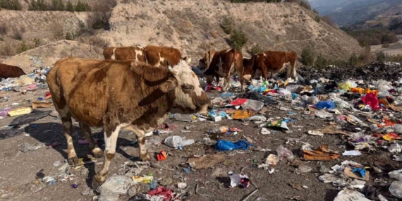 Posof Çöplüğünde Başsız İnekler ve Sağlık Riski: Halk Sağlığı Endişesi