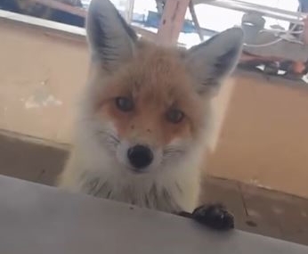 Sahara Geçidi’nde Tilki Misafirliği: Karayolları Bakım Evi ve Zorlu Kış Koşulları