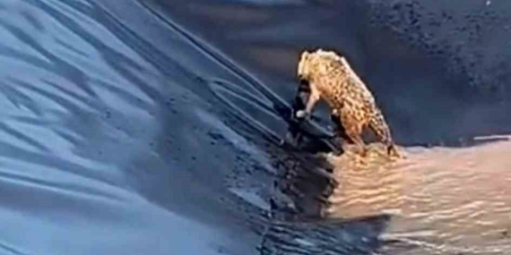 Toytepe’de Kurtun Zorlu Havuz Kaçışında Sonuçlanan Anlar