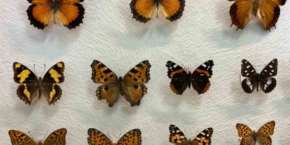 Van Gölü Havzası İçin Böcek Faunası Arşivi ve Koruma Çalışmaları: Böcek Araştırma Koleksiyonu