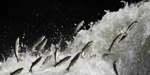 Van Gölü İnci Kefalinin Geleceği: İklim Değişikliği ve Su Kaynaklarının Sıkıntıları