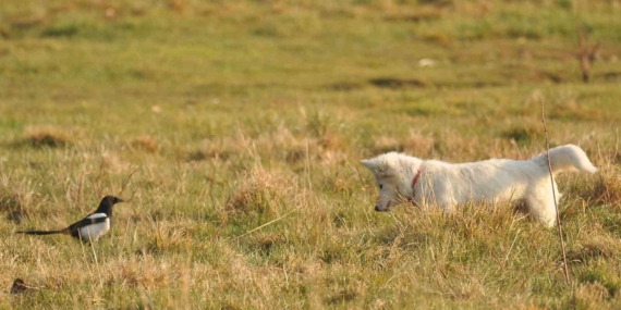 Van Kalesi’nde Beyaz Tüyler ve Saklı Gerçek: Kedi mi Köpek mi?