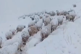 yapay-kar-yagisinda-koye-ulasan-koyun-surusu-zorlu-bir-yolculuk-NJWB2bqC.jpg