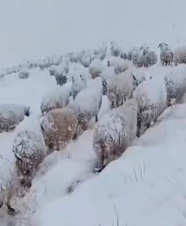 yapay-kar-yagisinda-koye-ulasan-koyun-surusu-zorlu-bir-yolculuk-NJWB2bqC.jpg