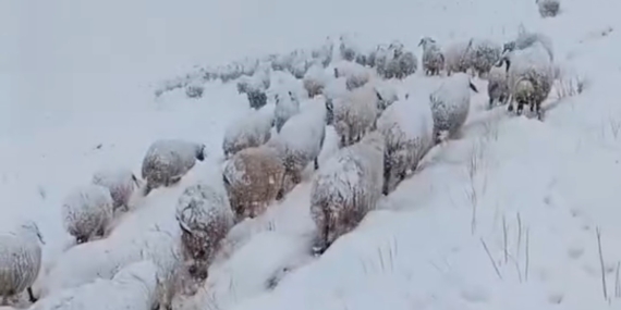 Yapay Kar Yağışında Köye Ulaşan Koyun Sürüsü: Zorlu Bir Yolculuk
