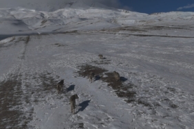 adilcevazda-drone-goruntulerinde-suru-halinde-kurtlar-6nfcSMWl.jpg