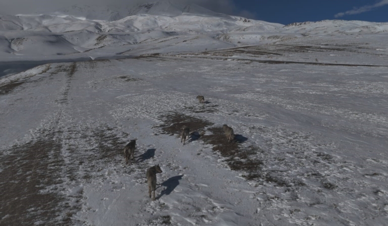 adilcevazda-drone-goruntulerinde-suru-halinde-kurtlar-6nfcSMWl.jpg