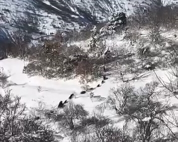 Baskil Hacıhüseyinler Köyünde Domuz Sürüsü Kameralarda