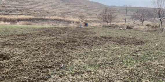 Baskil’de Domuz Baskını: Ekinler Büyük Zarar Altında