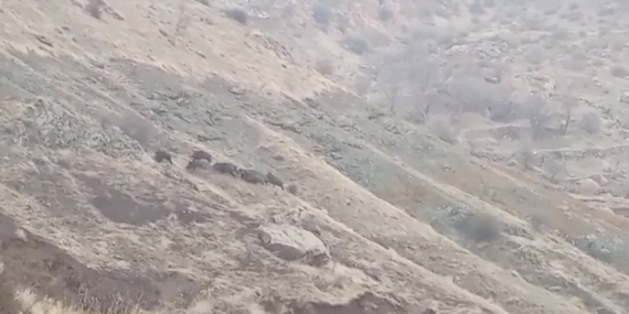 Çermik’te Aşık Gibi İlerleyen Domuz Sürüleri: İnsan Yerleşimine Yakın Bölgelerde Yaşanan Zorluklar