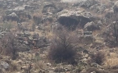 Dağ keçileri için güvenli yol: Hasankeyf’te sürücü dikkatinde duyarlı anlar