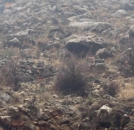 dag-kecileri-icin-guvenli-yol-hasankeyfte-surucu-dikkatinde-duyarli-anlar-CwyyzfIZ.jpg