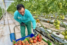 diyadin-jeotermal-sera-projesi-yil-boyu-domates-uretimi-ve-yeni-istihdam-potansiyeli-Y8l4AH6p.jpg
