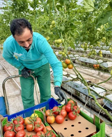diyadin-jeotermal-sera-projesi-yil-boyu-domates-uretimi-ve-yeni-istihdam-potansiyeli-Y8l4AH6p.jpg
