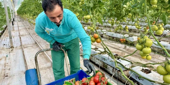 Diyadin Jeotermal Sera Projesi: Yıl Boyu Domates Üretimi ve Yeni İstihdam Potansiyeli