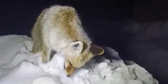 Donmuş Tilki Manzarası: Yüksekova’da Şiddetli Soğuklarda Hayvansal Yaşam Zorluğu