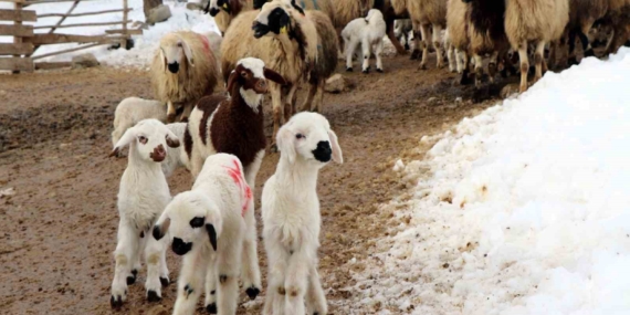 Erzincan’da Kuzu Doğumu İçin Gecelik Gözetim ve Tedbirler