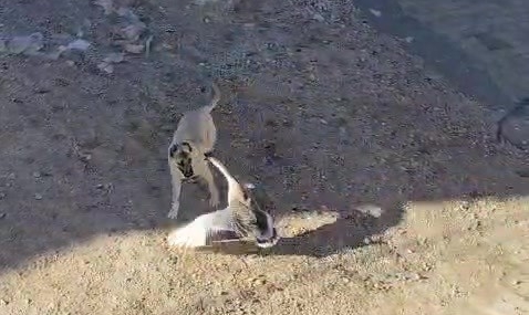 Gercüş’te Minkçiliğin Kontrastı: Kaz ile Köpeğin Beklenmedik Oyunu