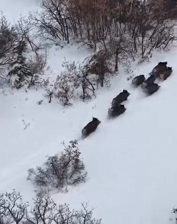 karli-agirlikta-domuz-surusu-drone-ile-olay-yerinden-goruntuler-fsgFVuU3.jpg