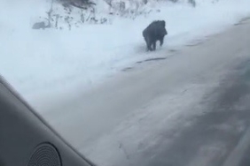 karli-yolda-yaban-domuzu-buyulenen-anlar-ve-yol-guvenligi-k6LVcxfh.jpg