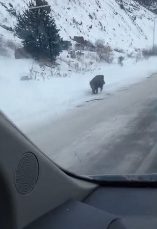 karli-yolda-yaban-domuzu-buyulenen-anlar-ve-yol-guvenligi-k6LVcxfh.jpg