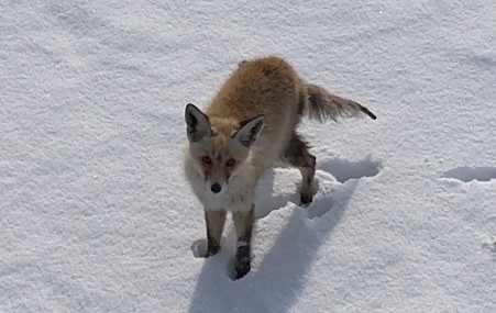 Kars’ta Dronun Takibindeki Kızıl Tilkinin Merak Dolu Kaçışı