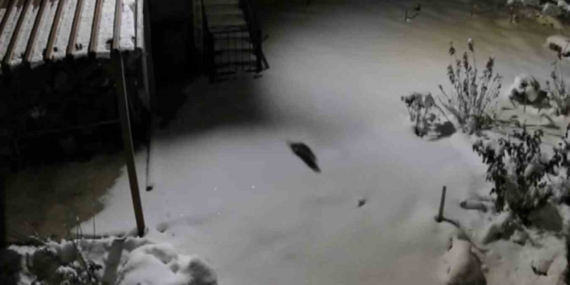 Kışın Sert Yüzü: Kaya Sansarı, Hamzalı Mahallesi’ndeki Zor Yaşamı Güvenlik Kamerasında Gösterdi