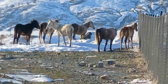 Kulp’ta Aşırı Soğukta Yaban Atları İlçe Merkezine Yığıldı