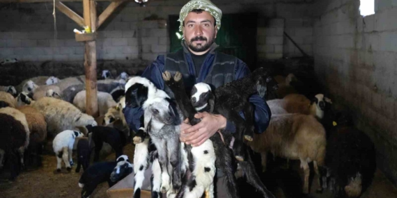 Kuzulama Başlıyor: 2026’nın İlk Kuzuları Çiftlikte Gün Doğumuna Hazır