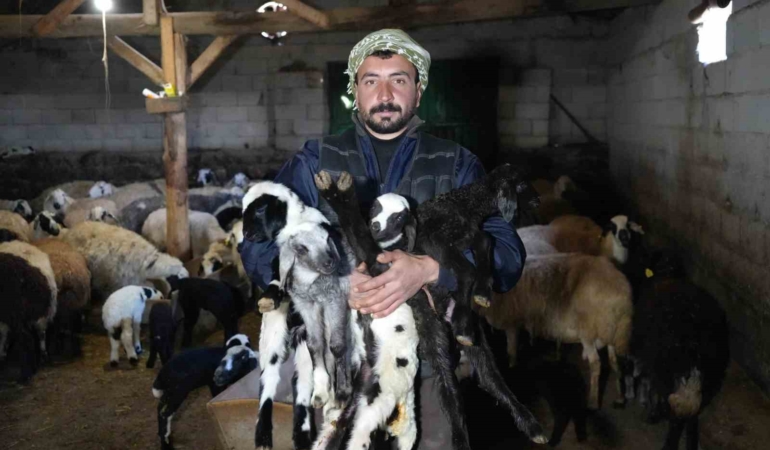 kuzulama-basliyor-2026nin-ilk-kuzulari-ciftlikte-gun-dogumuna-hazir-xD7e9t88.jpg