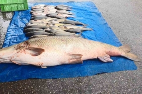 murat-nehrinde-52-kiloluk-turna-balikcilar-et-halinde-satisa-hazirliyor-vmXL1P3m.jpg