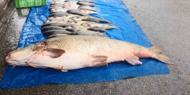 murat-nehrinde-52-kiloluk-turna-balikcilar-et-halinde-satisa-hazirliyor-vmXL1P3m.jpg