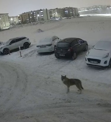 palandokendeki-sitenin-kamerasinda-kurtun-dikkat-cekici-panik-ani-kyQL2CTE.jpg