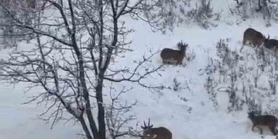 Siirt’te Nesli Tehlikede Yaban Keçilerinin Sürü Halinde Görüntülenmesi ve Koruma Tedbirleri