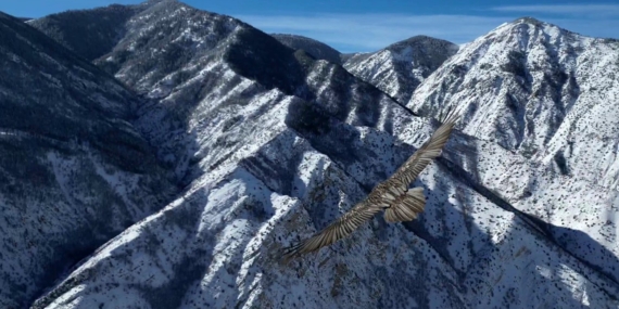 Uzundere’de Sakallı Akbaba: İHAyla Görüntülenen Nadir Yırtıcı