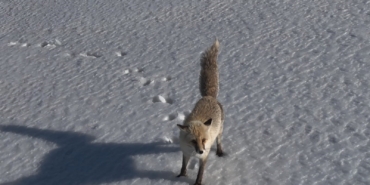 adilcevazda-karla-kapli-dogada-tilkinin-dronaya-verdigi-sasirtici-tepki-42zAa9j4.jpg